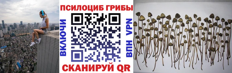 Купить где  Верхоянск  Галлюциногенные грибы Psilocybe 